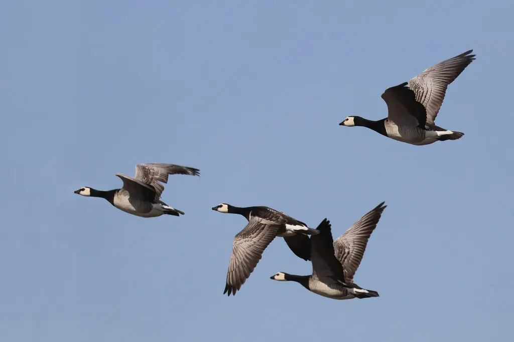 Barnacle Goose