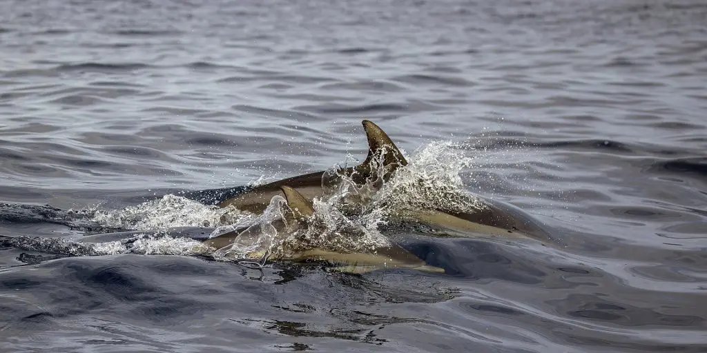 Common Dolphin