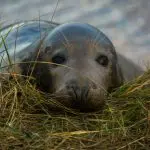 Where to See Seal Pups: The Best Islands This Autumn and Winter