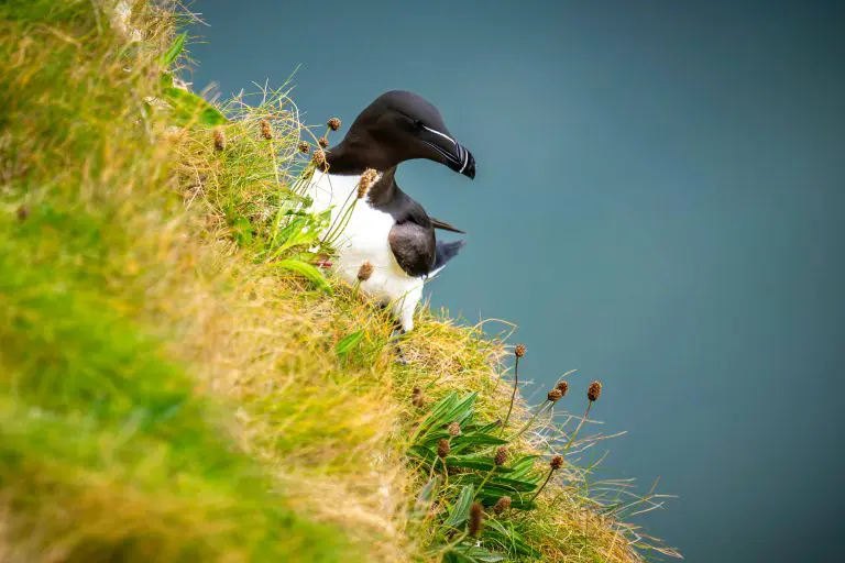 Razorbill