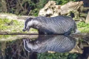 European Badger