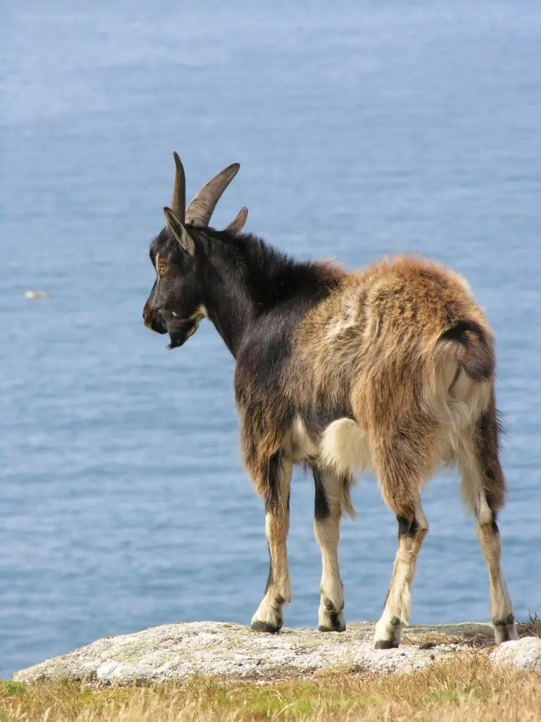 Feral Goat
