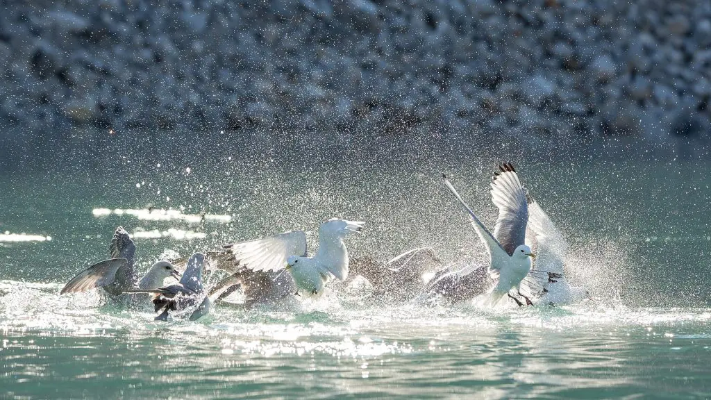 Fulmar