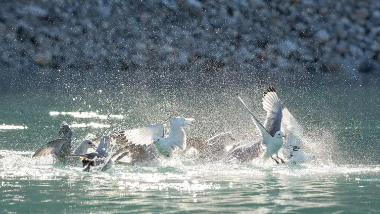 Fulmar