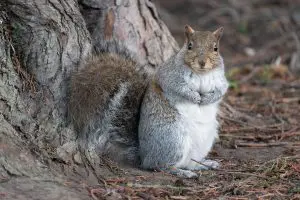 Grey Squirrel