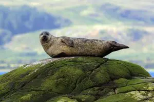 Harbour Seal
