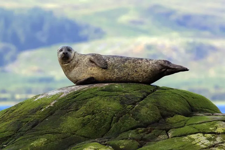 Harbour Seal