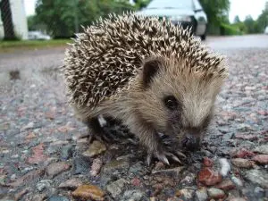 Hedgehog