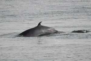 Minke Whale
