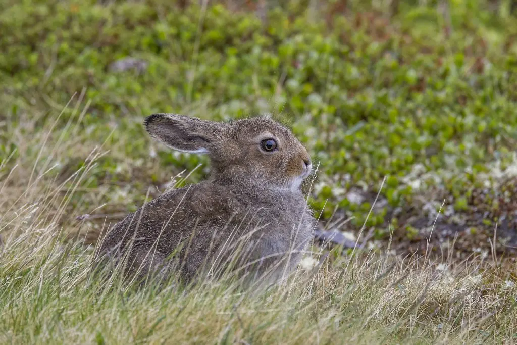 Mountain Hare