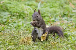 Red Squirrel