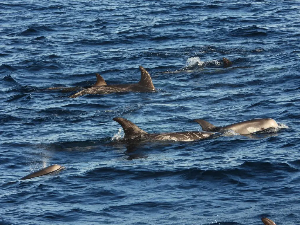 Risso’s Dolphin