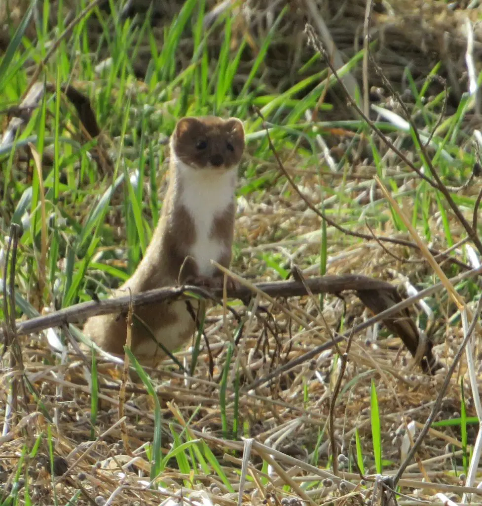 Weasel