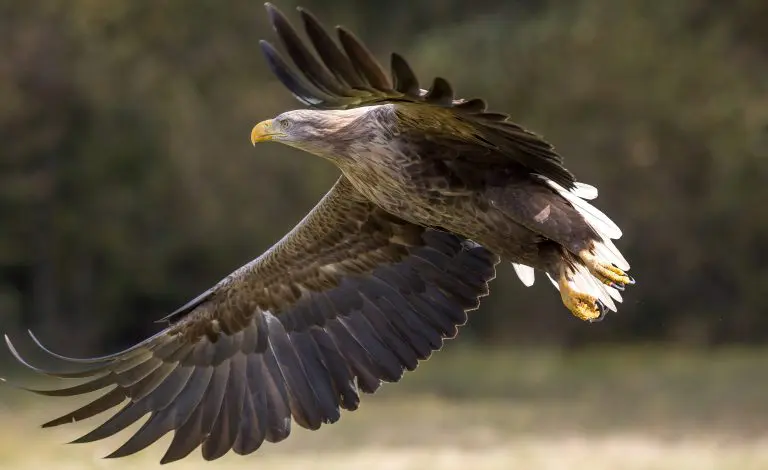 Sea Eagle