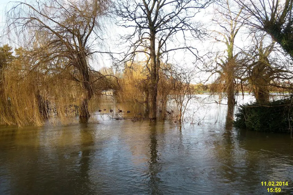Deadwater Ait: In the height of winter flows Barry Avenue Island, Windsor, a nature reserve, is among the minority which see