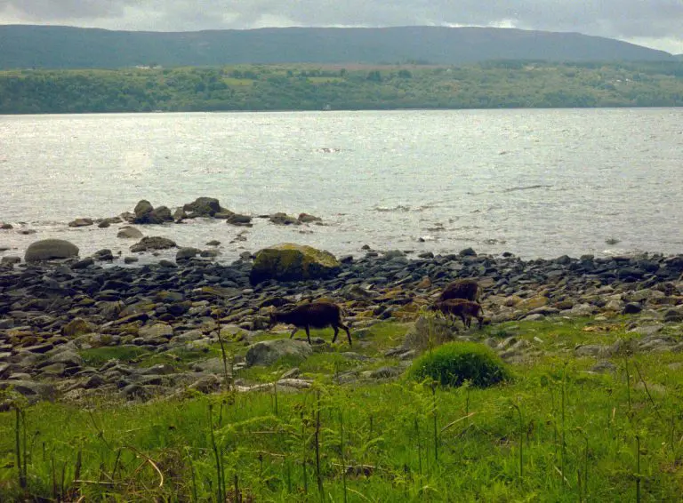Holy Island: Soay sheep, Holy Island, Arran