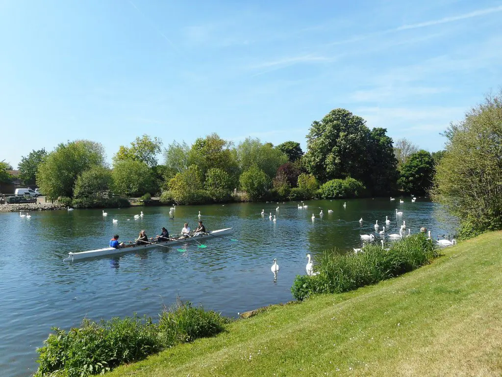 Truss's Island: Rowing through the Swans