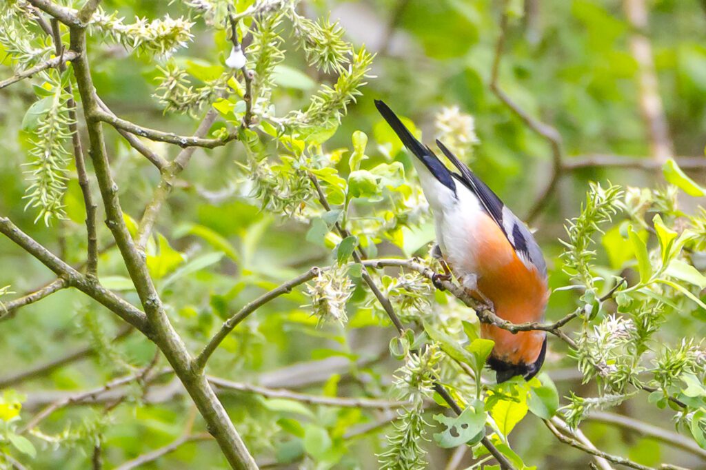 Bullfinch (Pyrrhula pyrrhula)