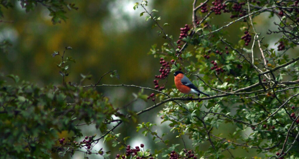 Bullfinch (Pyrrhula pyrrhula)