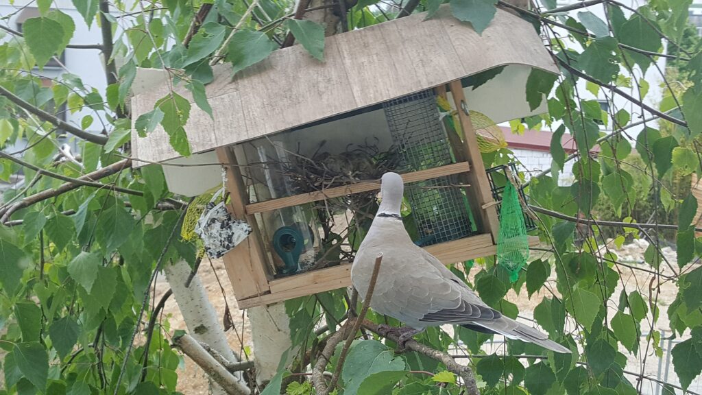 Collared Dove (Streptopelia decaocto)