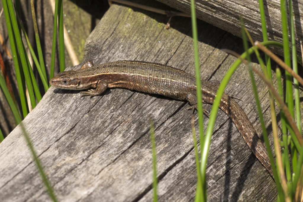 Common Lizard