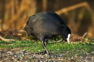 Coot (Fulica atra)