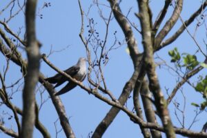 Cuckoo (Cuculus canorus)