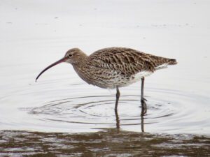Curlew (Numenius arquata)