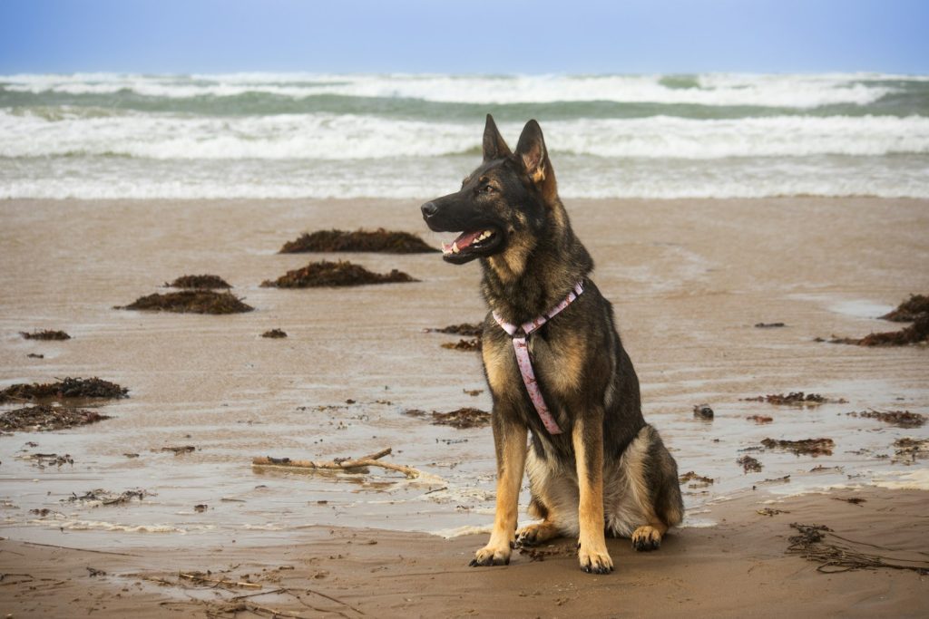 Dog-Friendly Islands: Ferries, Beaches and Where Dogs Can’t Go
