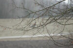 Fieldfare (Turdus pilaris)