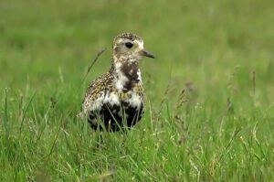 Golden Plover (Pluvialis apricaria)