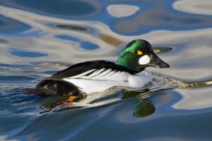 Goldeneye (Bucephala clangula)