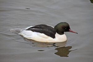 Goosander (Mergus merganser)