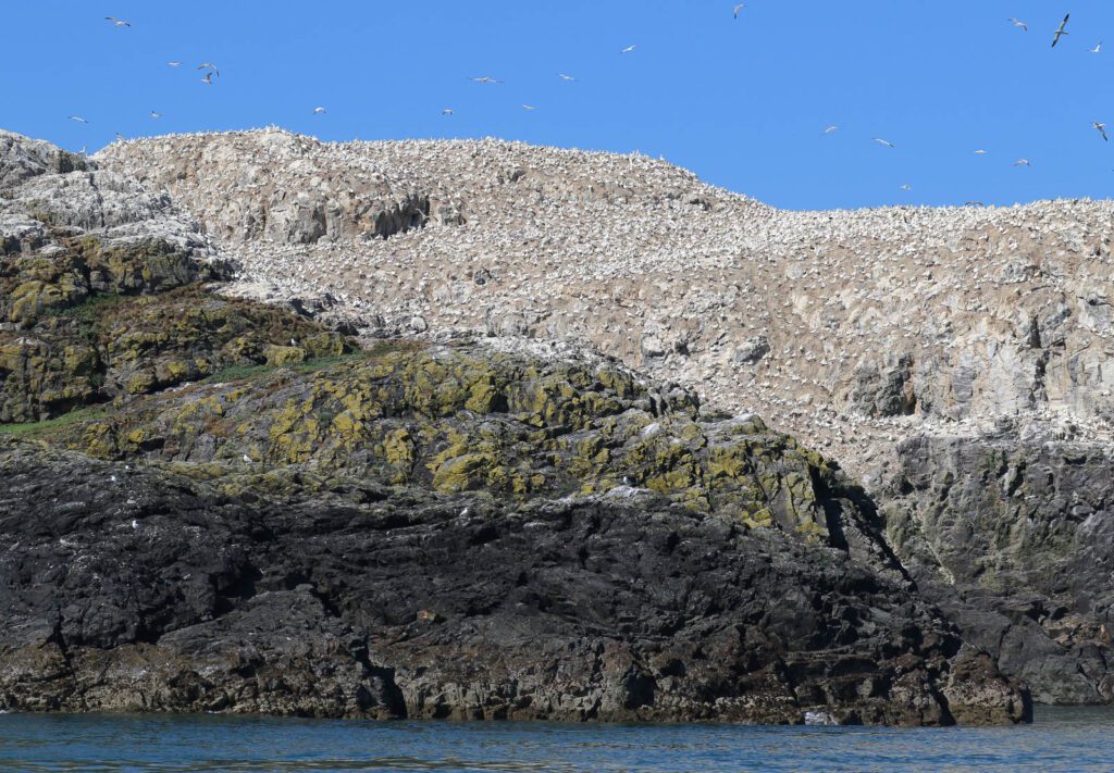 Grassholm Island