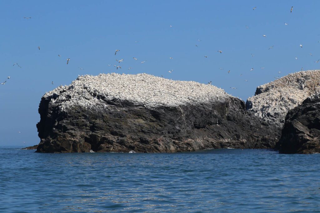 Grassholm Island
