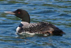 Great Northern Diver (Gavia immer)