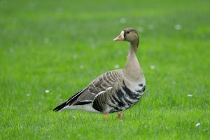 White-fronted geese
