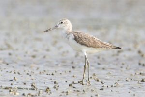 Greenshank (Tringa nebularia)
