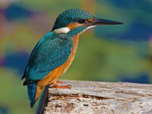 Kingfisher (Alcedo atthis)