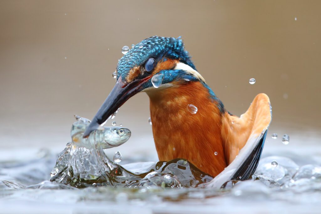 Kingfisher (Alcedo atthis)