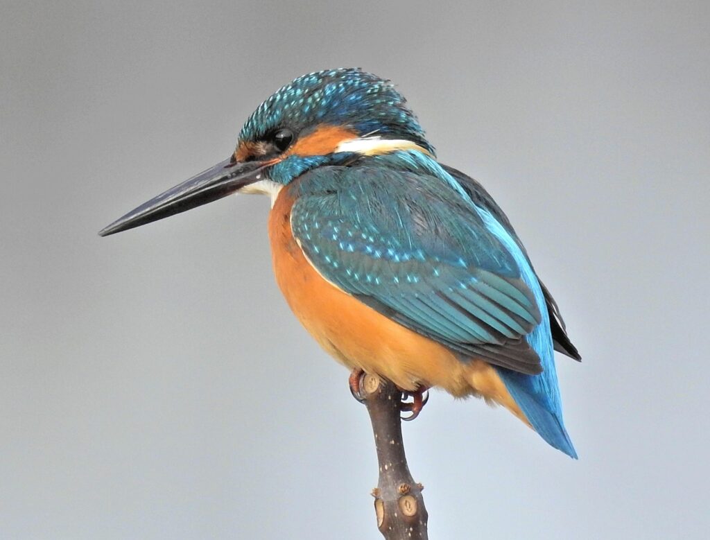 Kingfisher (Alcedo atthis)