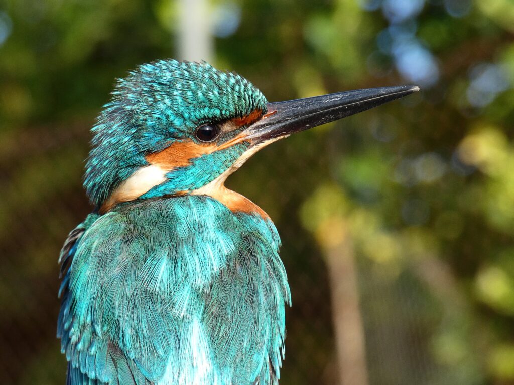 Kingfisher (Alcedo atthis)