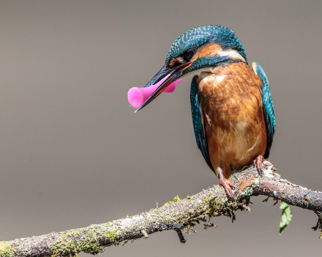 Kingfisher (Alcedo atthis)