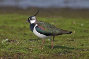 Lapwing (Vanellus vanellus)