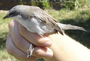 Lesser Whitethroat (Sylvia curruca)
