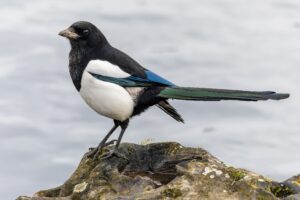 Magpie (Pica pica)