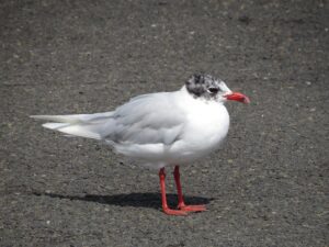 Mediterranean Gull (Ichthyaetus melanocephalus)