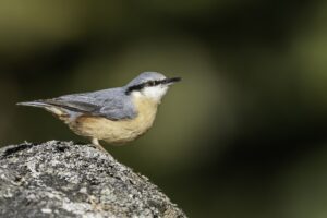 Nuthatch (Sitta europaea)
