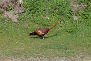Pheasant (Phasianus colchicus)