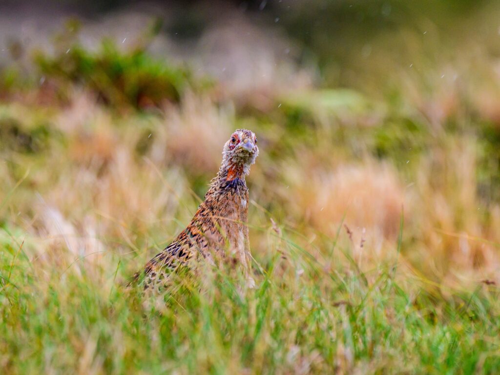 Pheasant (Phasianus colchicus)